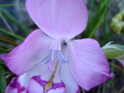 Gladiolus inflatus mauve flower